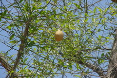 Balanites roxburghii